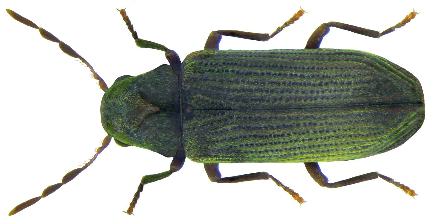 Furniture Beetle