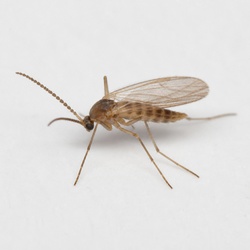 Gall Midge Identification Guide