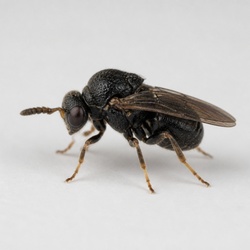 Gall Wasp Identification Guide