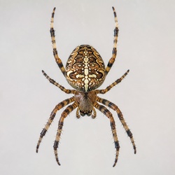 Garden Orb Weaver Spider Identification Guide