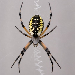 Garden Spider Identification Guide