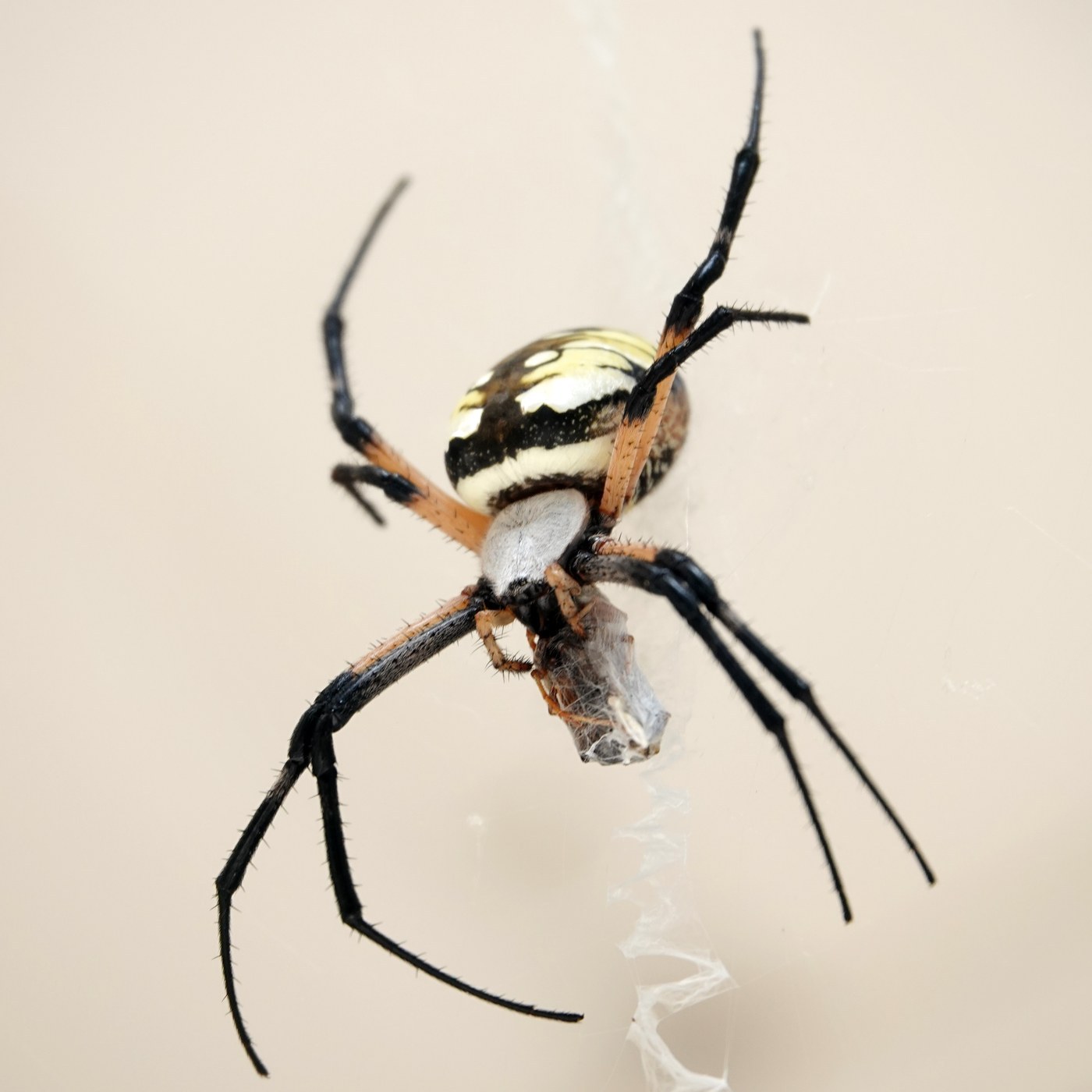 Garden Spider
