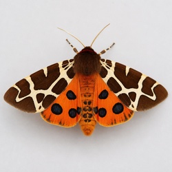 Garden Tiger Moth Identification Guide