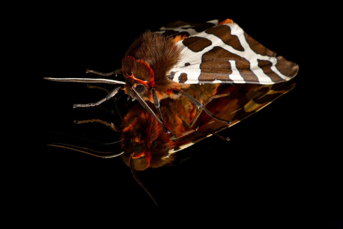 Garden Tiger Moth