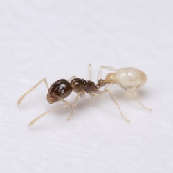 Ghost Ant Identification Guide