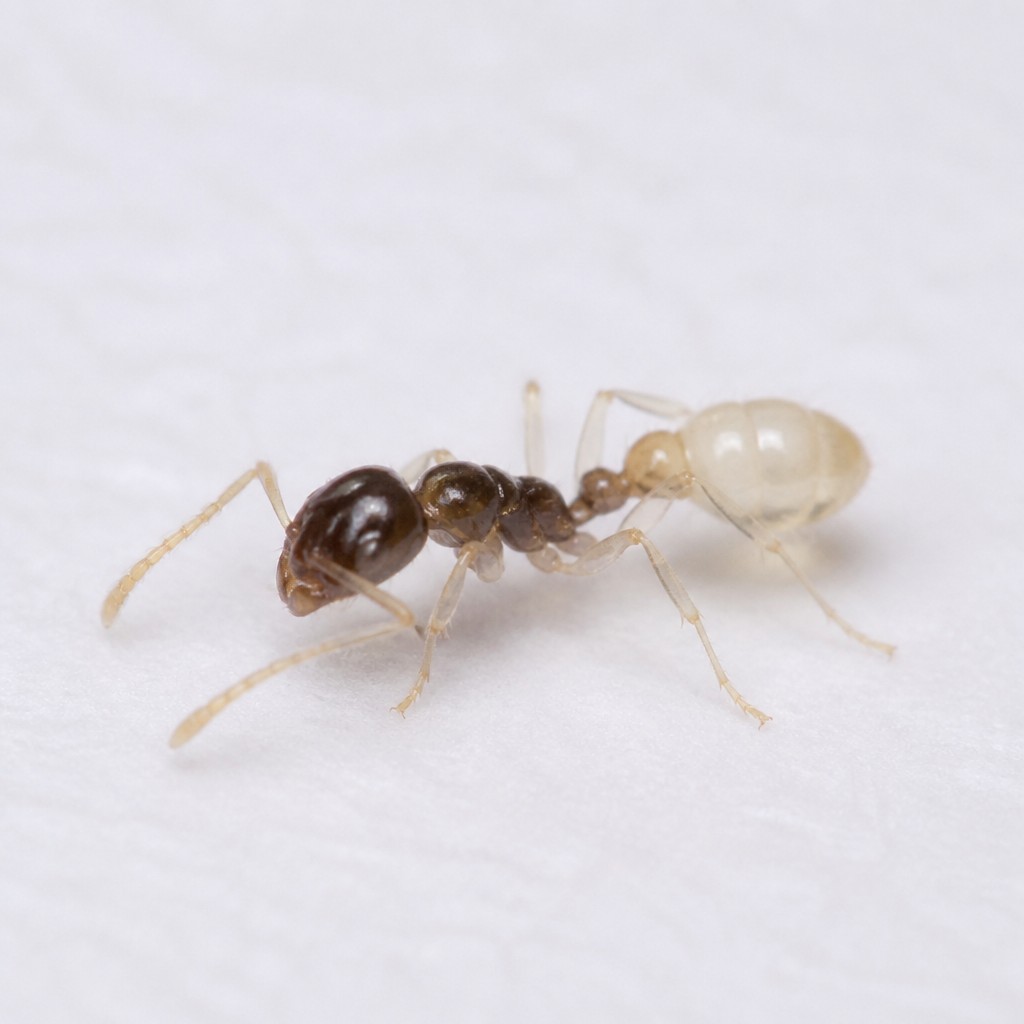 Ghost Ant