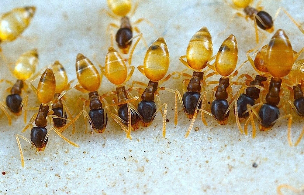 Ghost Ant