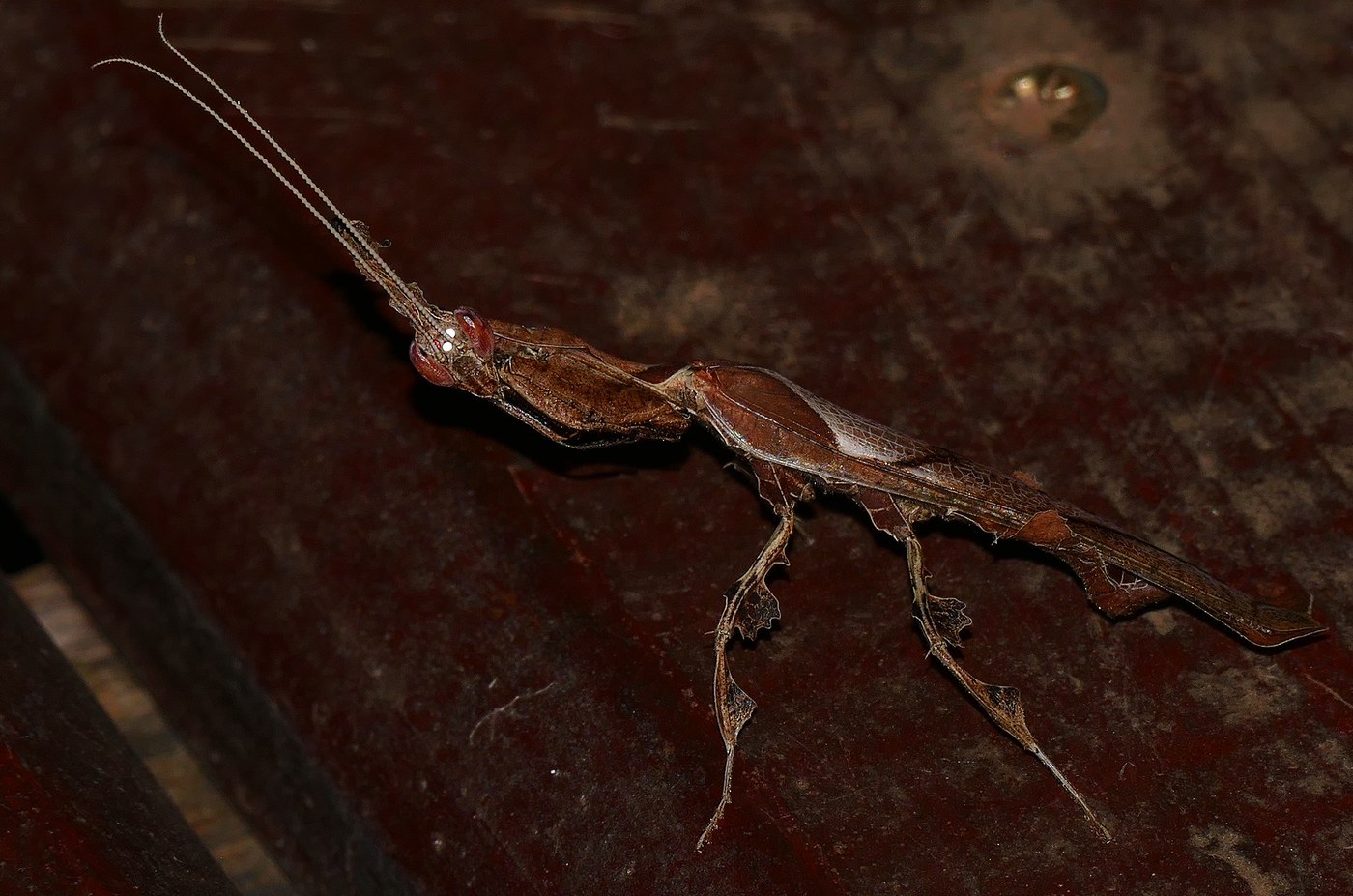 Ghost Mantis