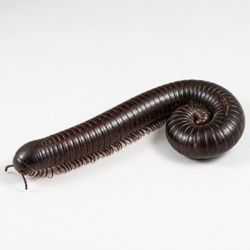 Giant African Millipede Identification Guide
