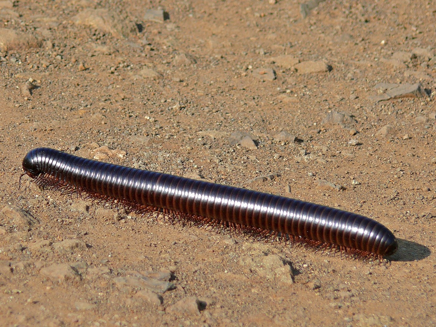 Giant African Millipede