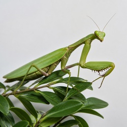 Giant Asian Mantis Identification Guide