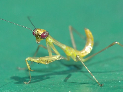 Giant Asian Mantis Identification Guide
