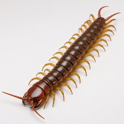 Giant Centipede Identification Guide