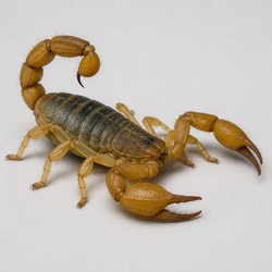 Giant Desert Hairy Scorpion Identification Guide