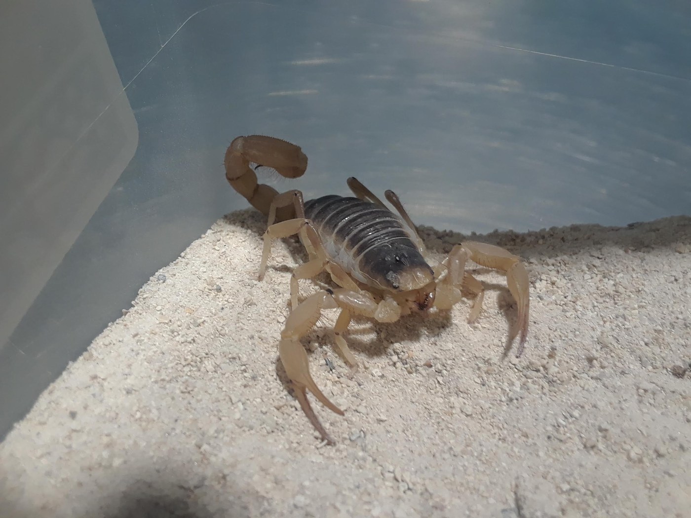 Giant Desert Hairy Scorpion