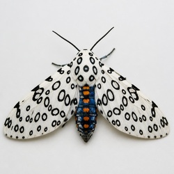 Giant Leopard Moth Identification Guide