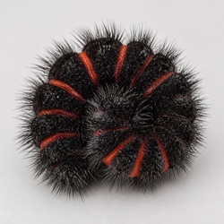 Giant Leopard Moth Caterpillar Identification Guide