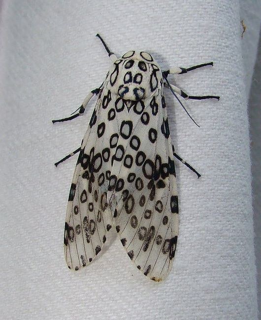 Giant Leopard Moth