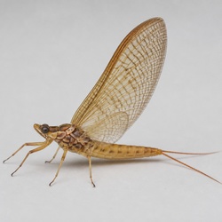 Giant Mayfly Identification Guide