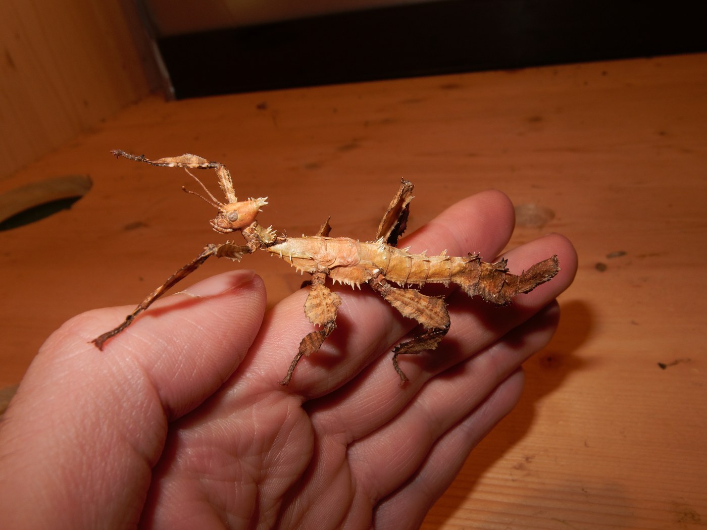 Giant Prickly Stick Insect