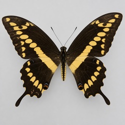 Giant Swallowtail Identification Guide
