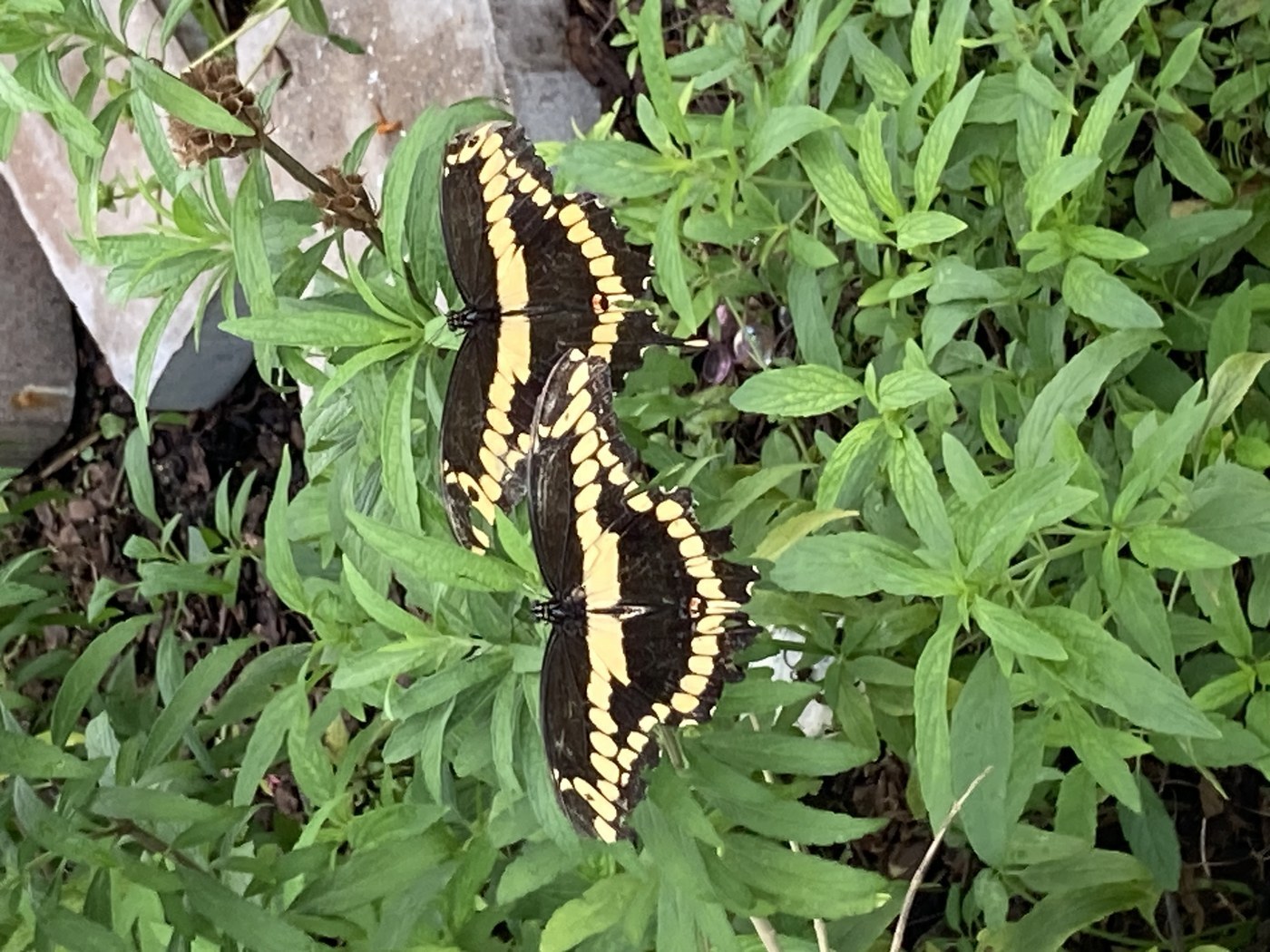 Giant Swallowtail