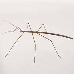 Giant Walking Stick Identification Guide