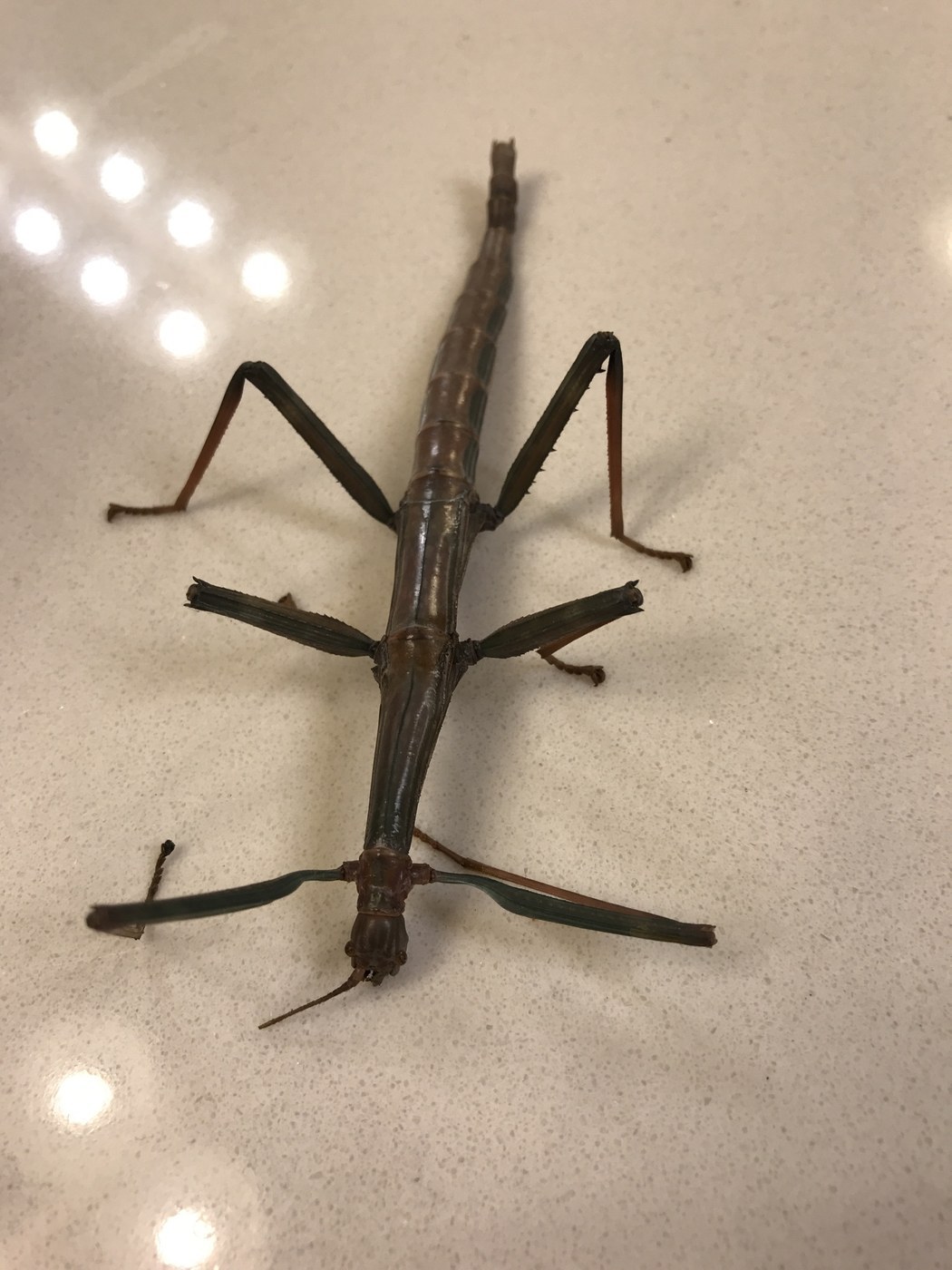 Giant Walking Stick