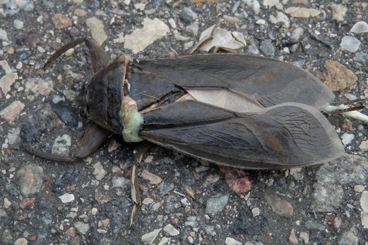 Giant Water Bug
