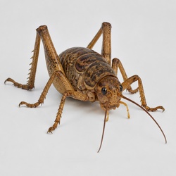 Giant Weta Identification Guide