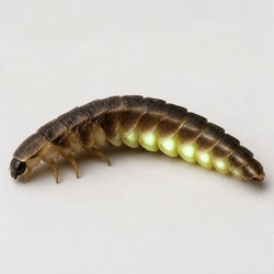 Glowworm Beetle Identification Guide