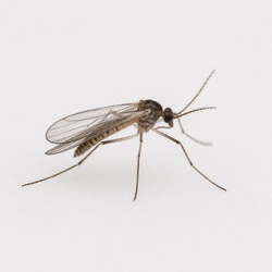 Gnat Identification Guide