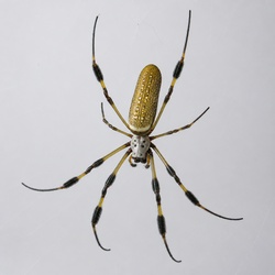 Golden Silk Orb Weaver Identification Guide