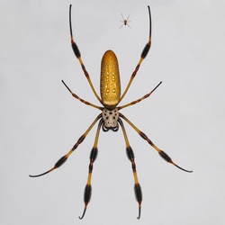 Golden Silk Orb-Weaver Spider Identification Guide