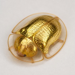 Golden Tortoise Beetle Identification Guide