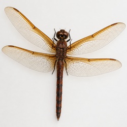 Golden-winged Skimmer Identification Guide