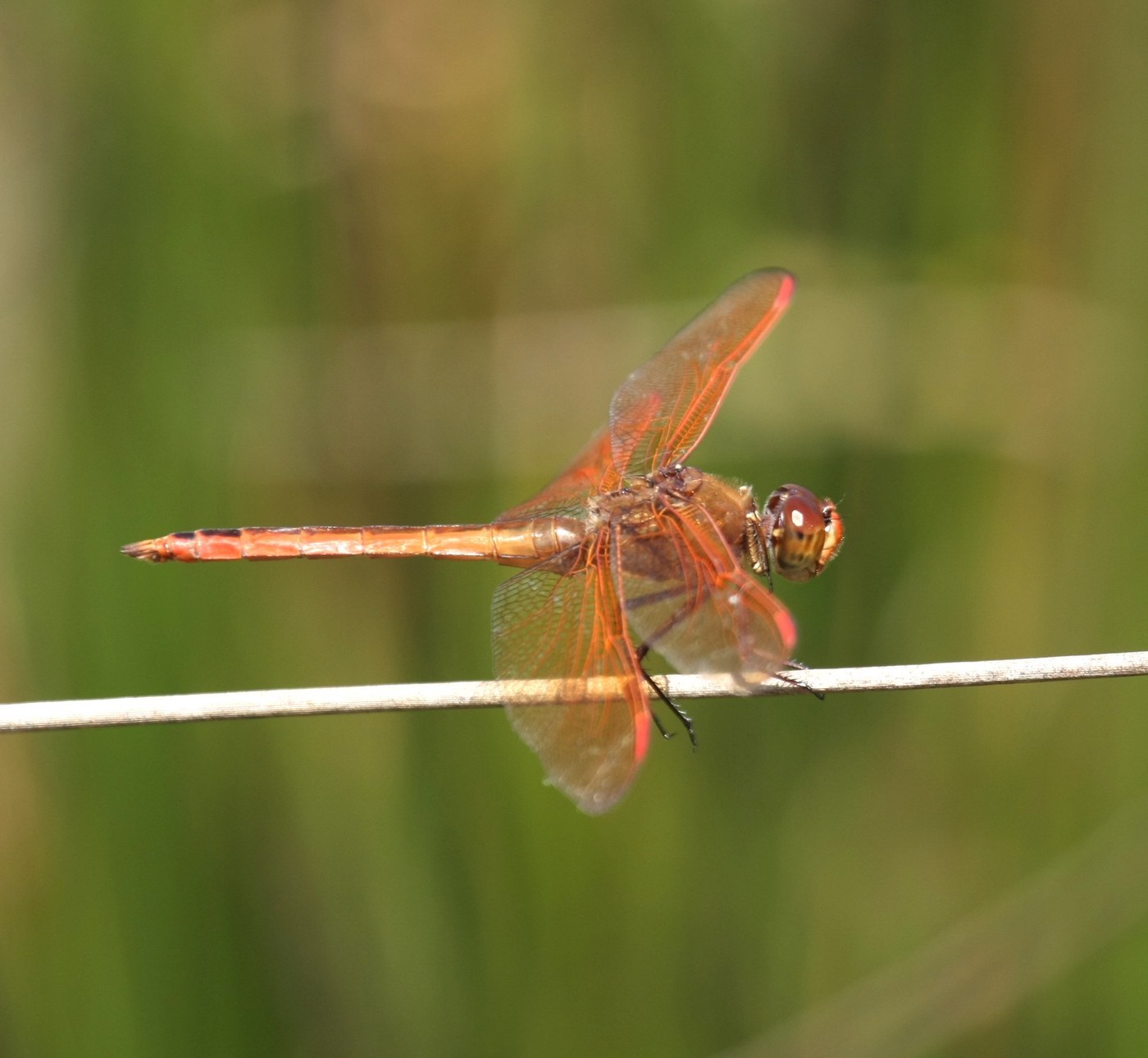 Golden-winged Skimmer