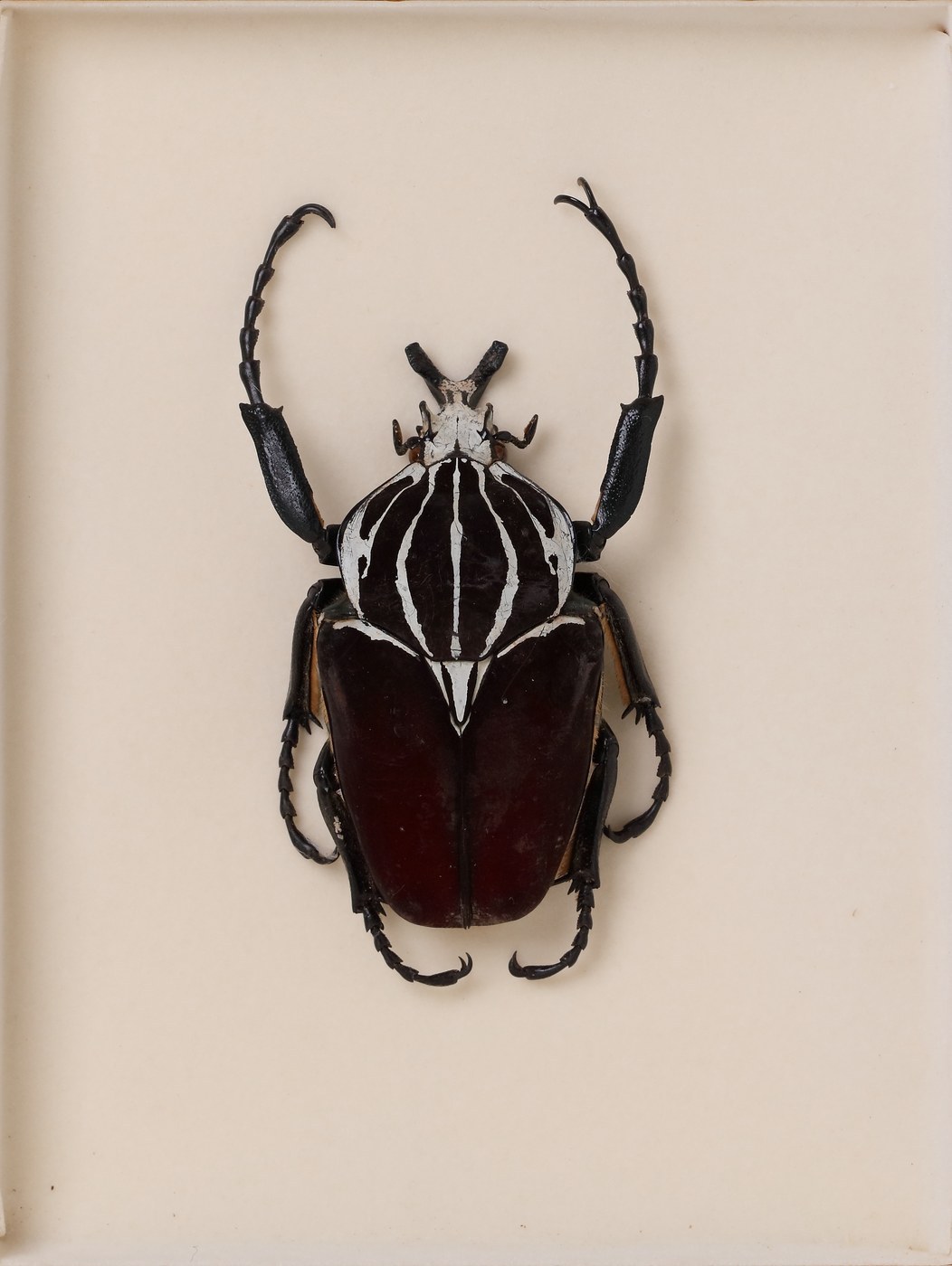 Goliath Beetle