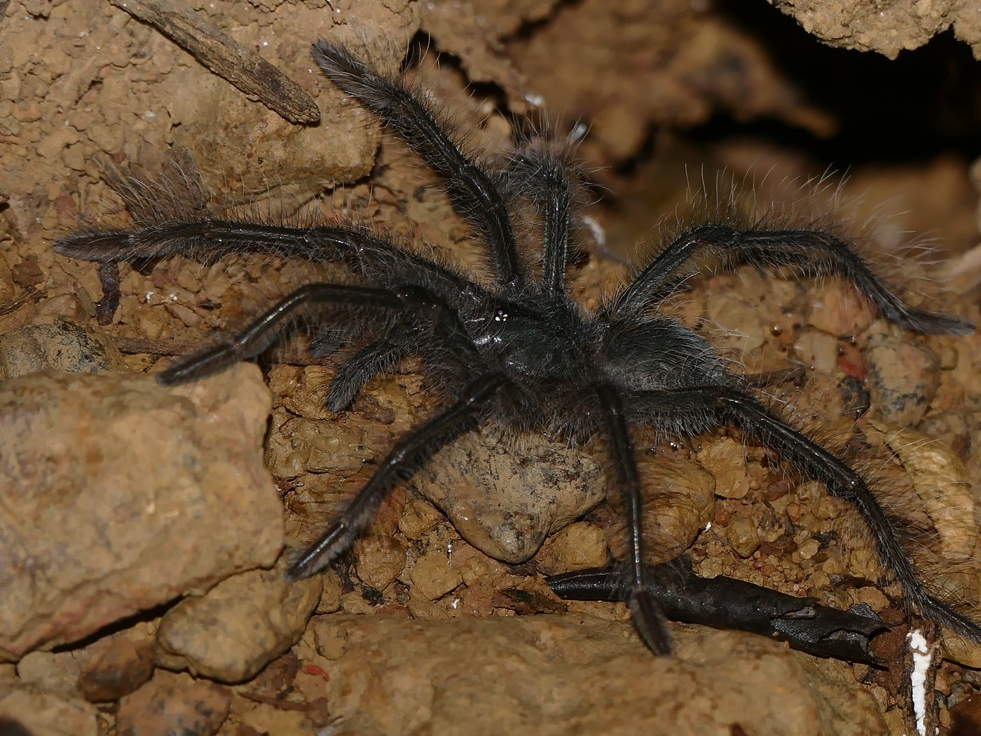 Goliath Birdeater