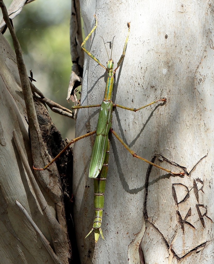 Goliath Stick Insect