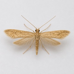 Grain Moth Identification Guide