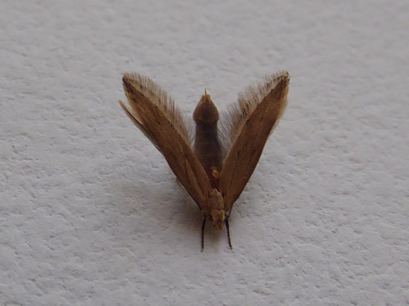 Grain Moth