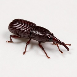 Granary Weevil Identification Guide