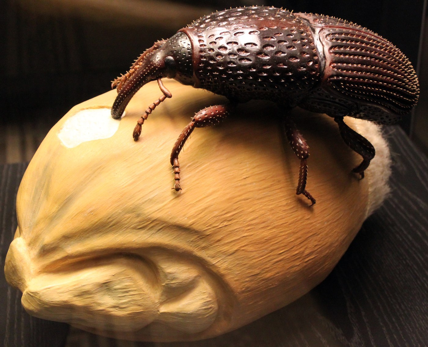 Granary Weevil