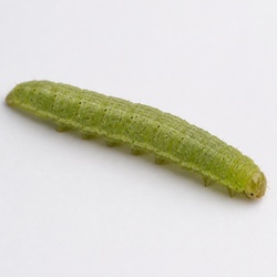 Grape Leaffolder Caterpillar Identification Guide