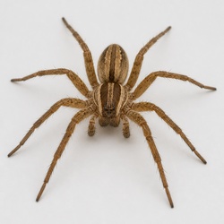 Grass Spider Identification Guide