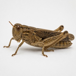 Grasshopper Identification Guide
