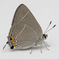 Gray Hairstreak Identification Guide