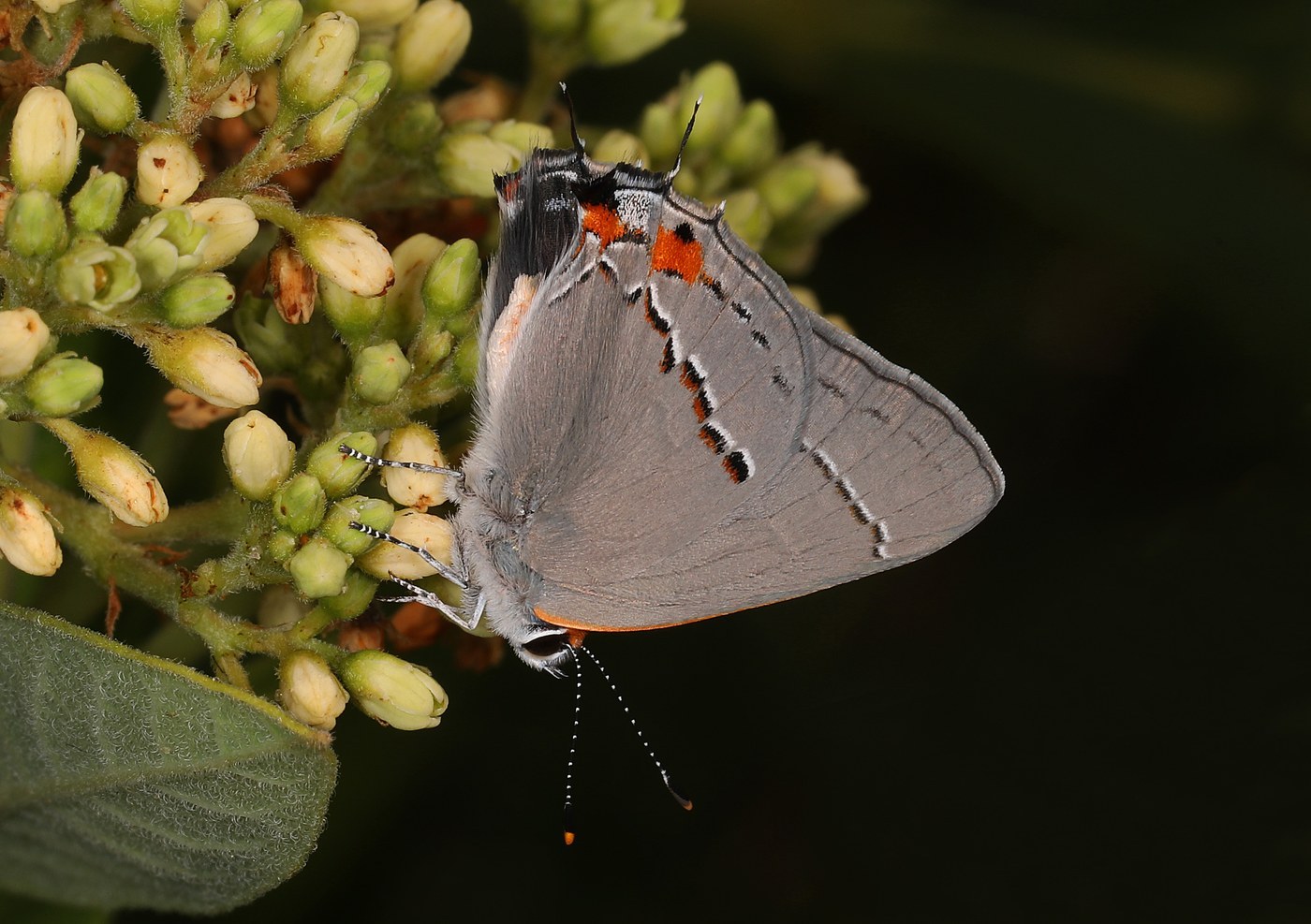 Gray Hairstreak