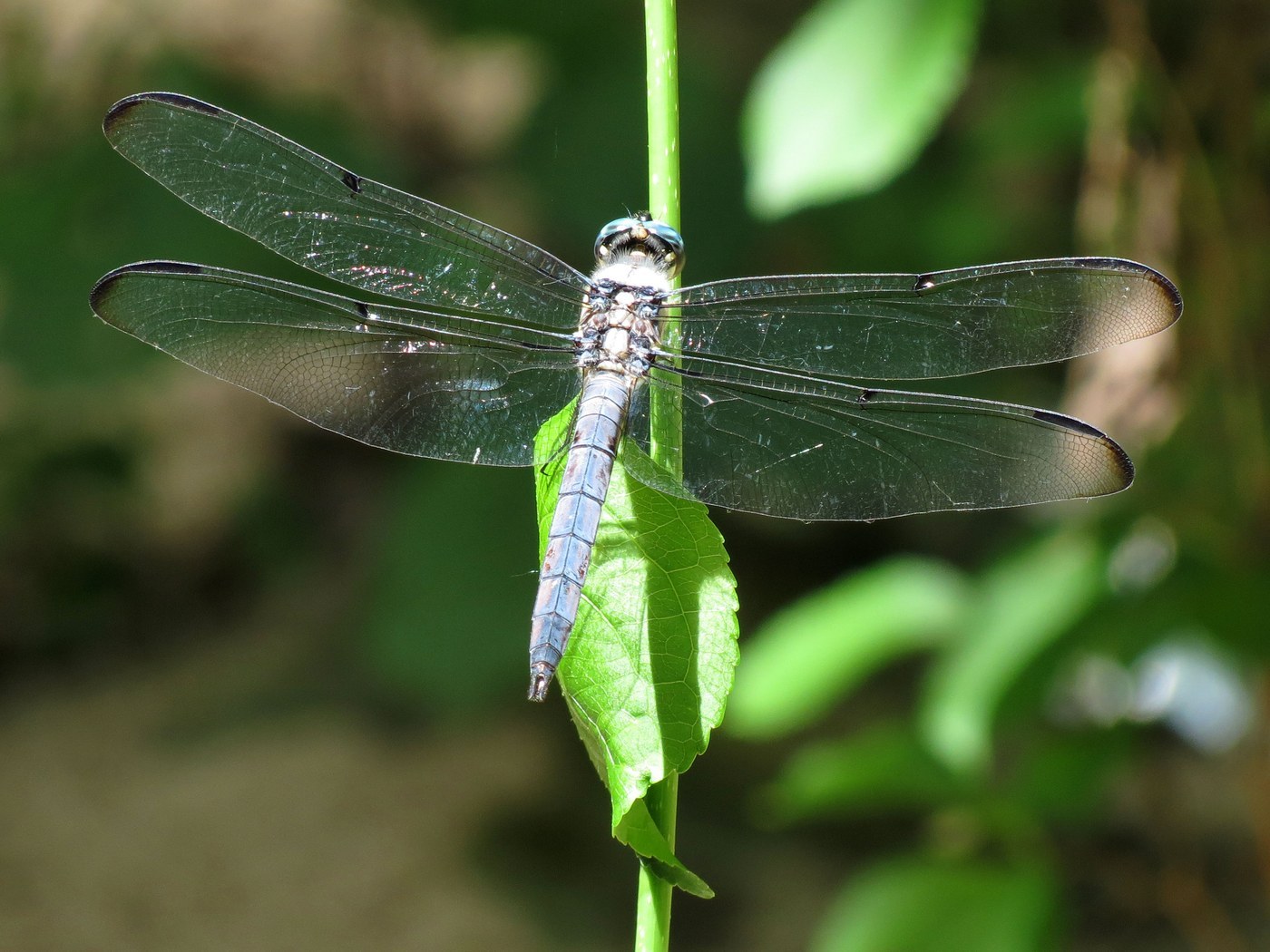 Great Blue Skimmer